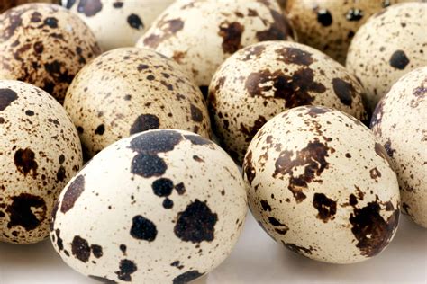quail eggs health benefits recipes  heritage acres market llc