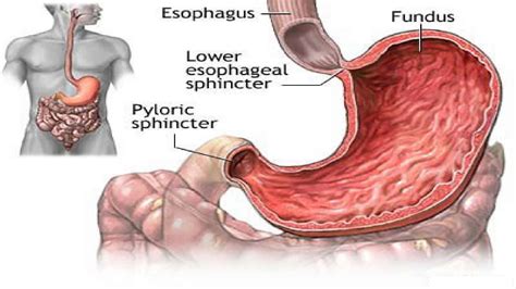 human esophagus functions  anatomy  problems