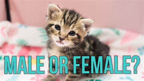 male or female how to tell the sex of a kitten youtube