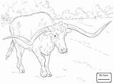 Coloring Longhorn Pages Texas Realistic Bull Longhorns Cow Bucking Angus Drawing Animal Printable Sheet Adult Color Colouring Supercoloring Print Line sketch template