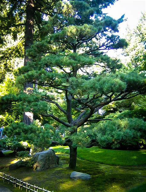 japanese black pine trees  sale   tree center