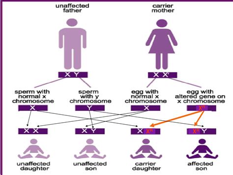 ppt sex linked genes powerpoint presentation free download id 6782320