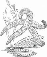 Coloring Ocean Pages Sea Printable Plants Life Marine Adults Animals Underwater Adult Kids Desert Color Colouring Floor Drawing Starfish Sheets sketch template