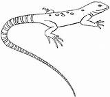 Lizard Gecko Eidechse Mewarnai Whiptail Cicak Eidechsen Cool2bkids sketch template