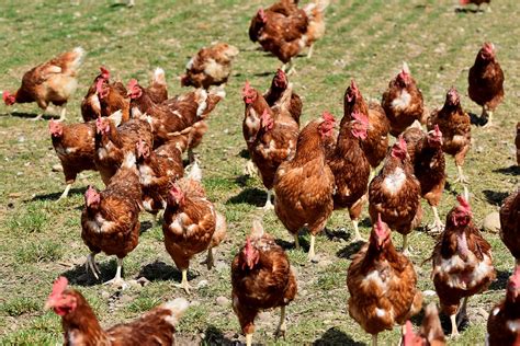 Cara Ternak Ayam Potong Yang Benar Dan Menguntungkan