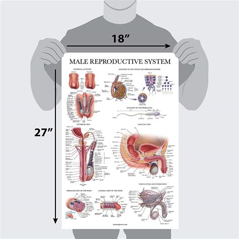Male Reproductive System – Anatomy Posters