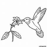 Oiseaux Exotique Oiseau Animali Uccelli Coloriages Hummingbird Colibri Disegno Humming Hummingbirds Sheet Gratuits Imprimé sketch template