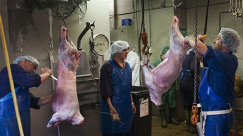 leading vet criticises ritual slaughter  animals bbc news