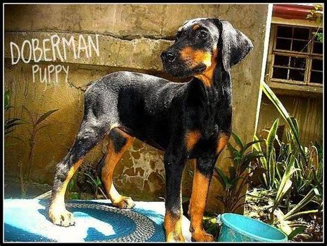 Rush Sale Show Quality Doberman Puppies For Sale Adoption