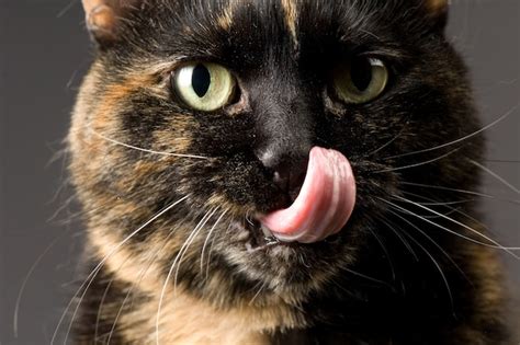 Gratuit Pornhub Licking Kitty Cat Liking S Tenor Linkandcarry15