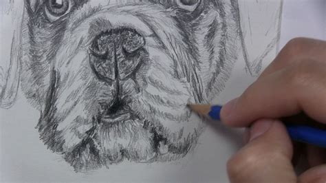 draw  dog face  realistic features lets draw today