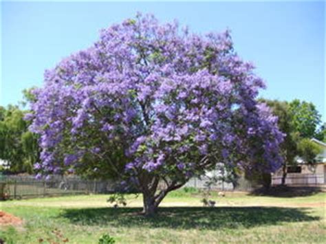 daily wisdom appreciating   purple trees marc gafni