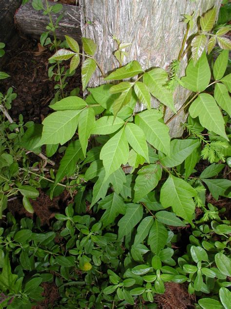 Leblanc Poison Ivy Grows Almost Everywhere Houston Chronicle