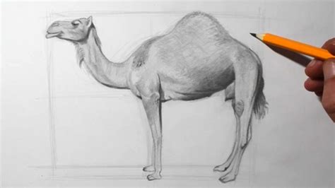 details    camel pencil drawing  xkldaseeduvn