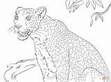 Leopard Coloring Pages Cute Snow Panther Baby Printable Clouded Color Print sketch template