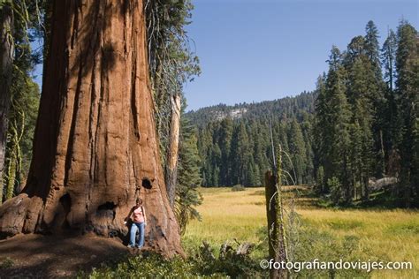 parque nacional da sequoia