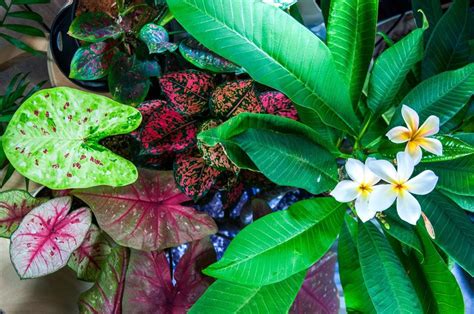 tropical plants  grow indoors tropics athome
