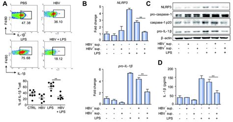 hbv inhibits lps induced nlrp inflammasome activation  il   scientific diagram