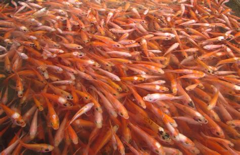 pembiakan ikan tilapia merah cody fitzgerald