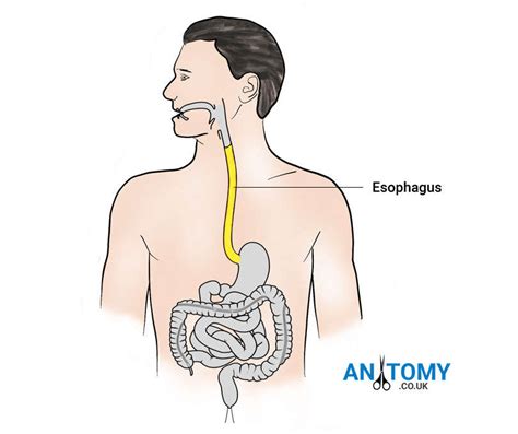 Esophagus Anatomy Diagram Pictures Structure And Diseases