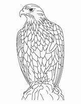 Eagle Coloring Pages Golden Eagles Feather Color Silent Cartoon Kids Printable Realistic Print Harpy Philadelphia Getcolorings Getdrawings Bald Colorings Popular sketch template