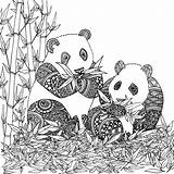 Panda Chocobo Roux Pandas Artherapie Colorier Adulte Gratuit Erwachsene Coloriages Osos Magique Localement Zentangle Stress Ostern Regalos Bordado Comunion Cuore sketch template