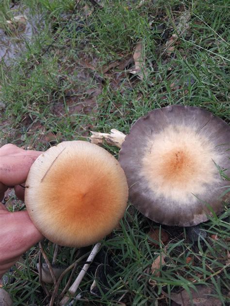 Se Queensland Australia Mushroom Hunting And Identification