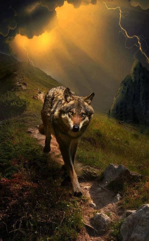 1075 best images about wolves and native american indians on pinterest