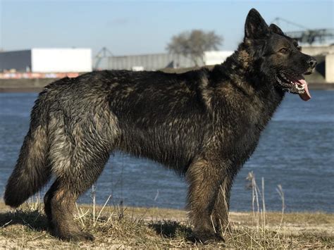 schaeferhunde    nrw