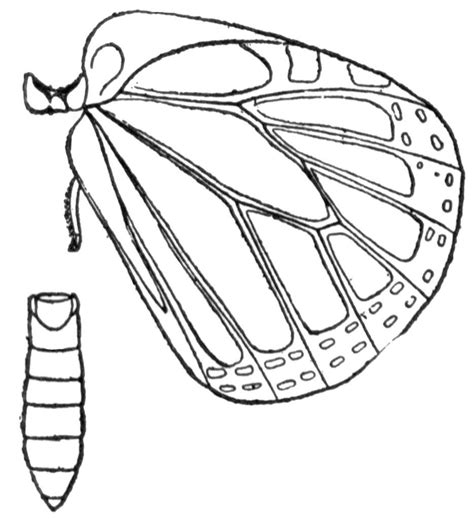 coloring pages monarch butterfly life cycle butterfly monarch life
