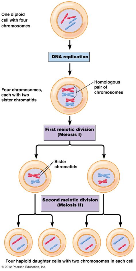 biol2060 sexual reproduction meiosis and genetic recombination a