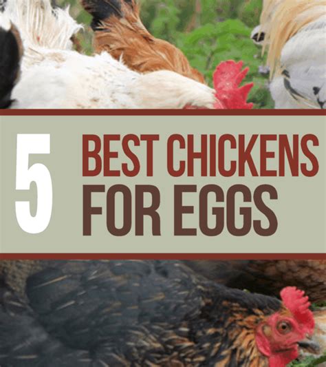 5 Best Chicken Breeds For Laying Eggs Homestead And Prepper