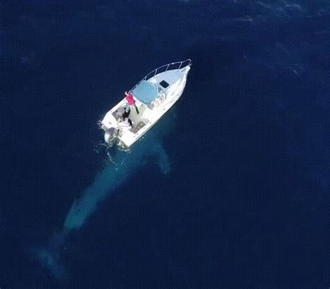 drone footage   whale passing   boat thalassophobia funny photoshop pictures