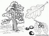 Coloring Tree Oak Pages Colorkid sketch template