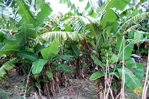 banana farm    bananas grow xeroinsanity flickr