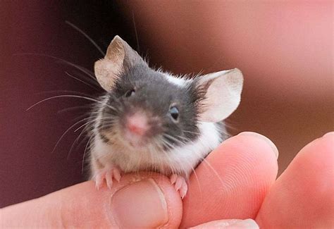 mouse     house west berks rescue  thatcham appeals  safe homes  pregnant mice