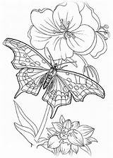Schmetterling Ausmalen Schmetterlinge Blumen Gemerkt Ausmalbildermalvorlagen Kostenlos Seidenmalerei sketch template