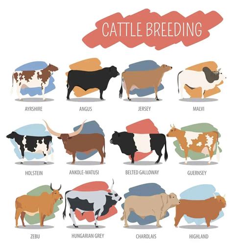 20 different types of cows from around the world chart nayturr
