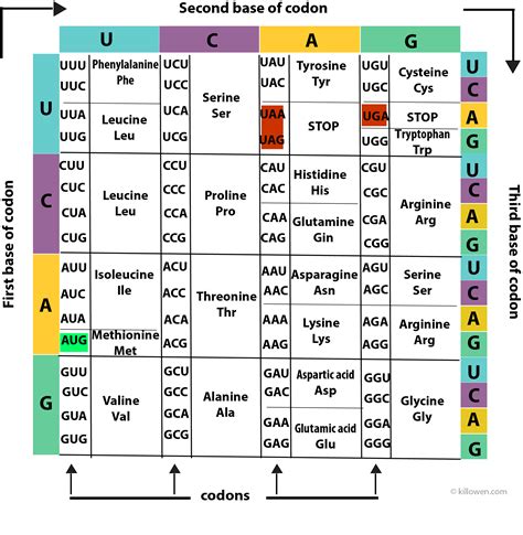 amino acid secondary structure chart  chart  xxx hot girl