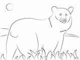 Baribal Supercoloring Mammals Kolorowanka Drukuj sketch template