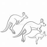 Kangaroo Canguro sketch template