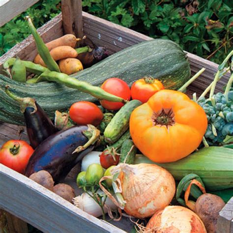 home grown vegetables    contaminated