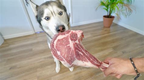 acquired tastes   dogs eat raw meat