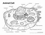 Golgi Apparatus Sketch Cell Paintingvalley sketch template