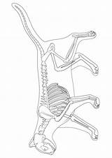 Skeleton Skelett Ausmalbild Parentune sketch template