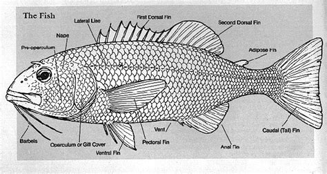 sea  anatomy   fish