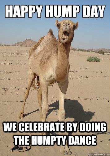 23 Very Funny Camel Meme Photos And Images
