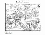 Coloring Ecosystem Coral Reef Drawing Pages Ocean Marine Biome Drawings Printable Biomes Aquarium Book Geographic National Corals Paintingvalley Explore Popular sketch template