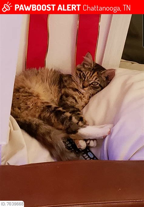 Lost Female Cat In Chattanooga Tn 37421 Named Twinkle Id