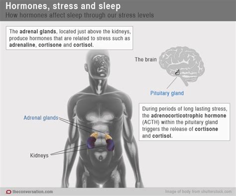 Here S How Our Hormones Help Get Us To Sleep